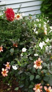 Dahlias in Elizabeth's Garden