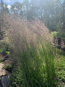 Miscanthus sinensis in the breeze