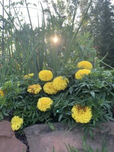 African marigolds in the veg patch