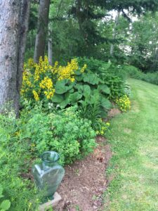 Shade border Lysimachia