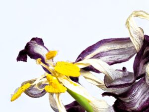 Art Gallery 19 Georgs Tulip 1