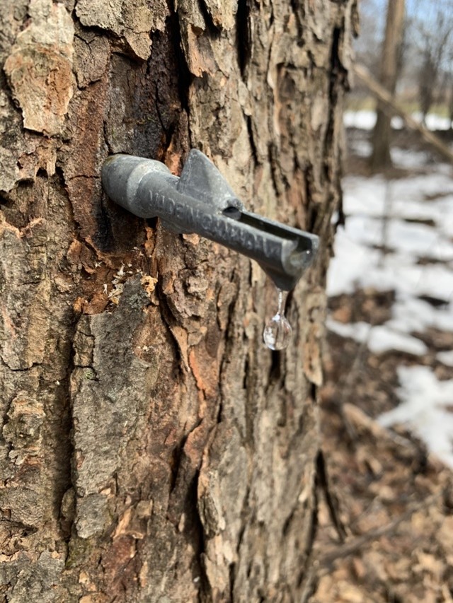 Magical Maples: The Science Behind Maple Syrup 26 Maple sap dripping into a bucket