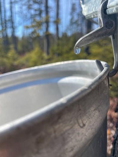 Magical Maples: The Science Behind Maple Syrup 25 Maple Sap Bucket