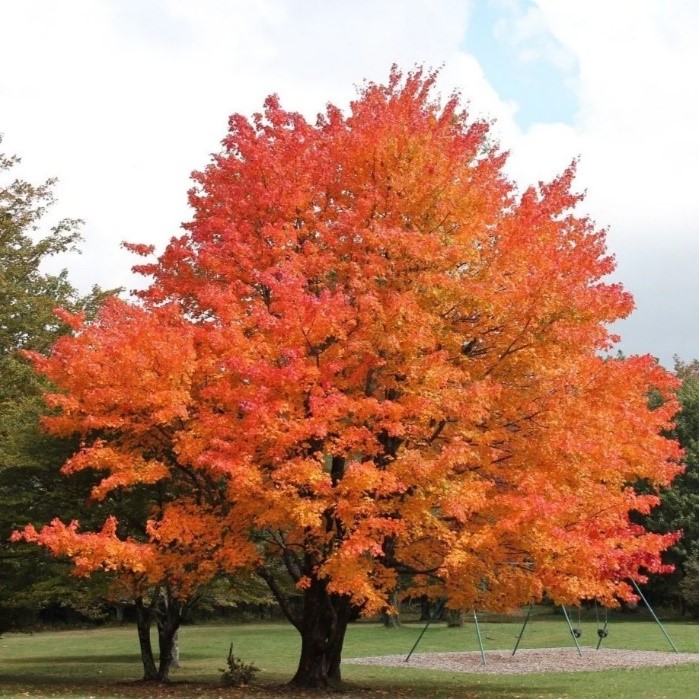 Magical Maples: The Science Behind Maple Syrup 28 Sugar Maple Tree