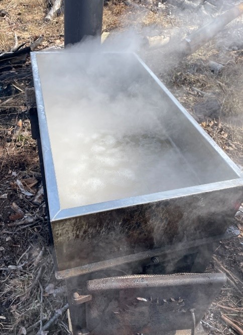 Magical Maples: The Science Behind Maple Syrup 31 Picture7