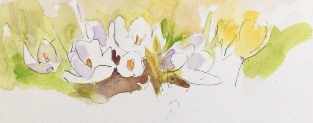 FEATURED PLANT: The Crocus 59 D6AD0CBB AD22 4A53 AEEB 3806F8650F47