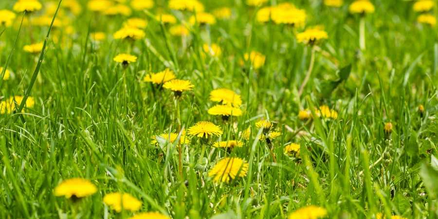 The Dandelion Tells You When to Plant Outside! 28 DandelionBlogmin