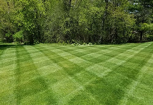 The Dandelion Tells You When to Plant Outside! 25 Lawn Striping Checkerboard Photo