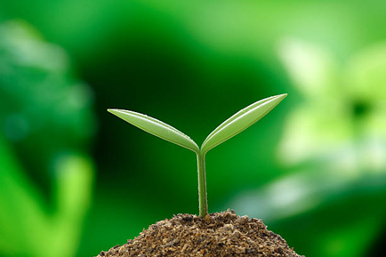 Cotyledon: A Seed’s First Step Into the Light 23 Picture1 1