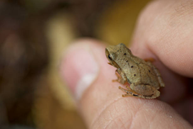 The Chorus of Spring: Peepers, Wood Frogs, and Garden Health 25 Picture2