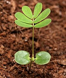 Cotyledon: A Seed’s First Step Into the Light 20 Picture3 2