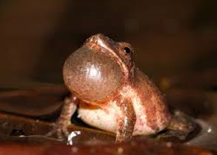 The Chorus of Spring: Peepers, Wood Frogs, and Garden Health 27 Picture6