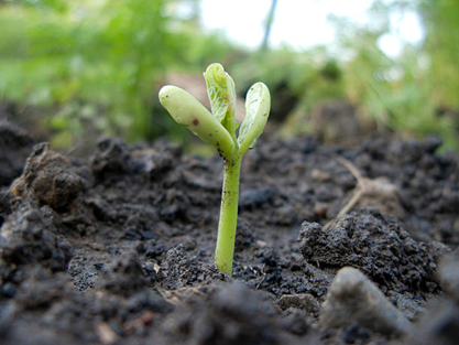 Cotyledon: A Seed’s First Step Into the Light 25 Picture8