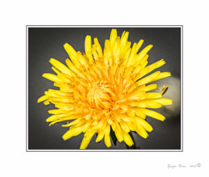 Home 104 dandelionr 165108 101105 1