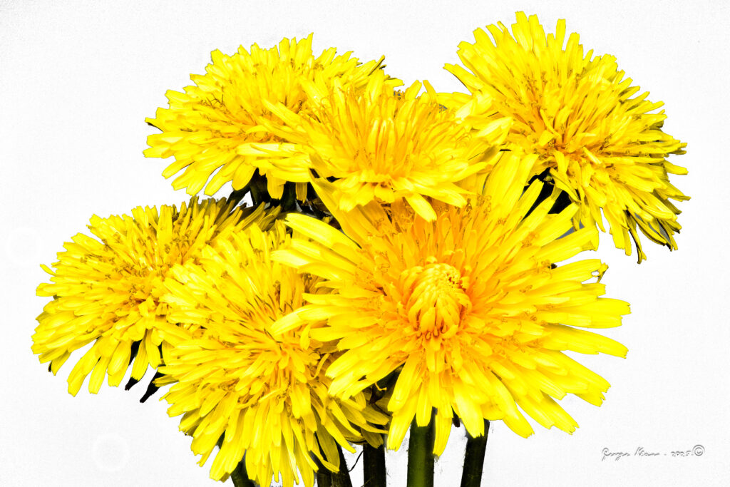 The Dandelion Tells You When to Plant Outside! 32 dandelionr 180722 230516 1