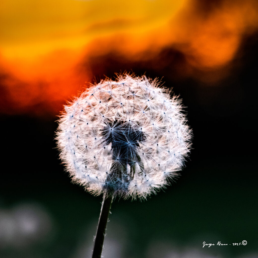 The Dandelion Tells You When to Plant Outside! 33 dandelionr 200654 160620