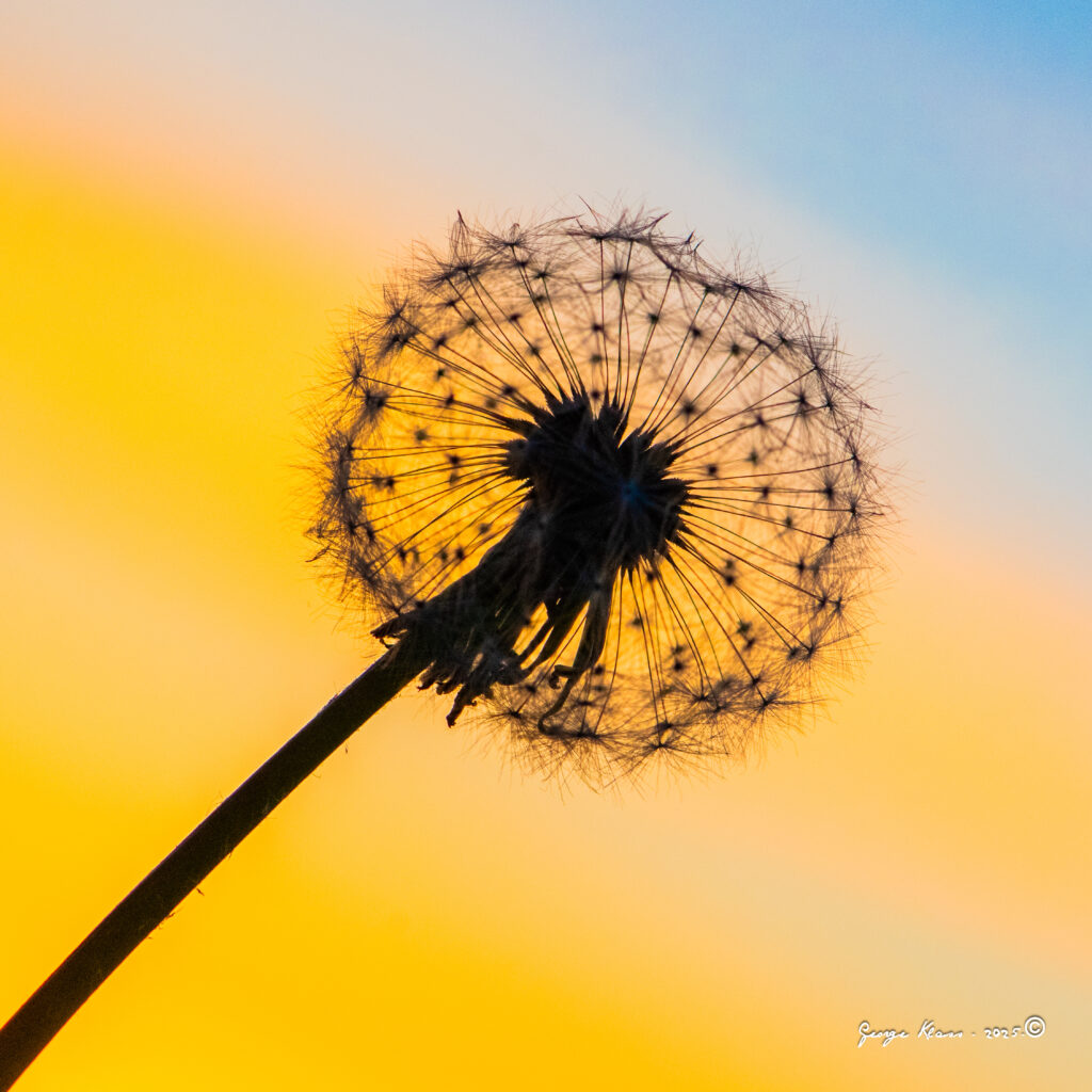 The Dandelion Tells You When to Plant Outside! 35 dandelionr 200739 160620