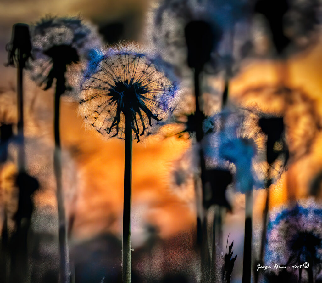 The Dandelion Tells You When to Plant Outside! 36 dandelionr 201901 150620