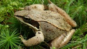The Chorus of Spring: Peepers, Wood Frogs, and Garden Health 28 download 1 2