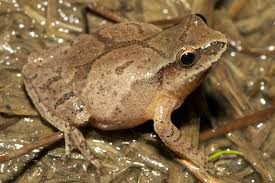 The Chorus of Spring: Peepers, Wood Frogs, and Garden Health 26 download 3
