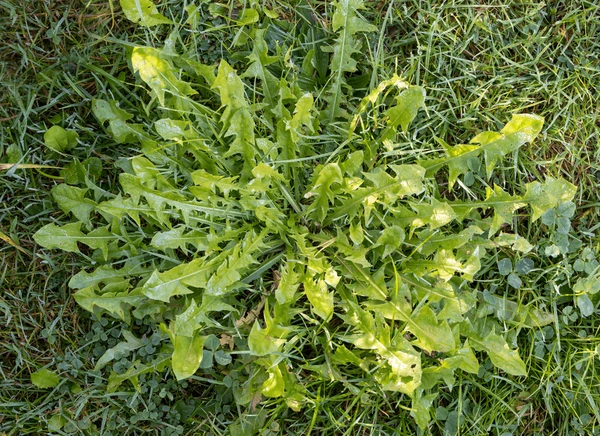 The Dandelion Tells You When to Plant Outside! 31 green leaves dandelion persistent weed 600nw 323927516