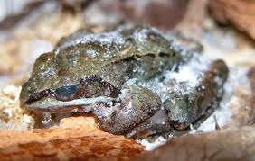 The Chorus of Spring: Peepers, Wood Frogs, and Garden Health 31 images 1