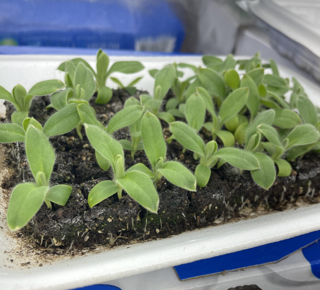 The Basics of Soil Blocking: A Game-Changer for Seed Starting 24 unnamed