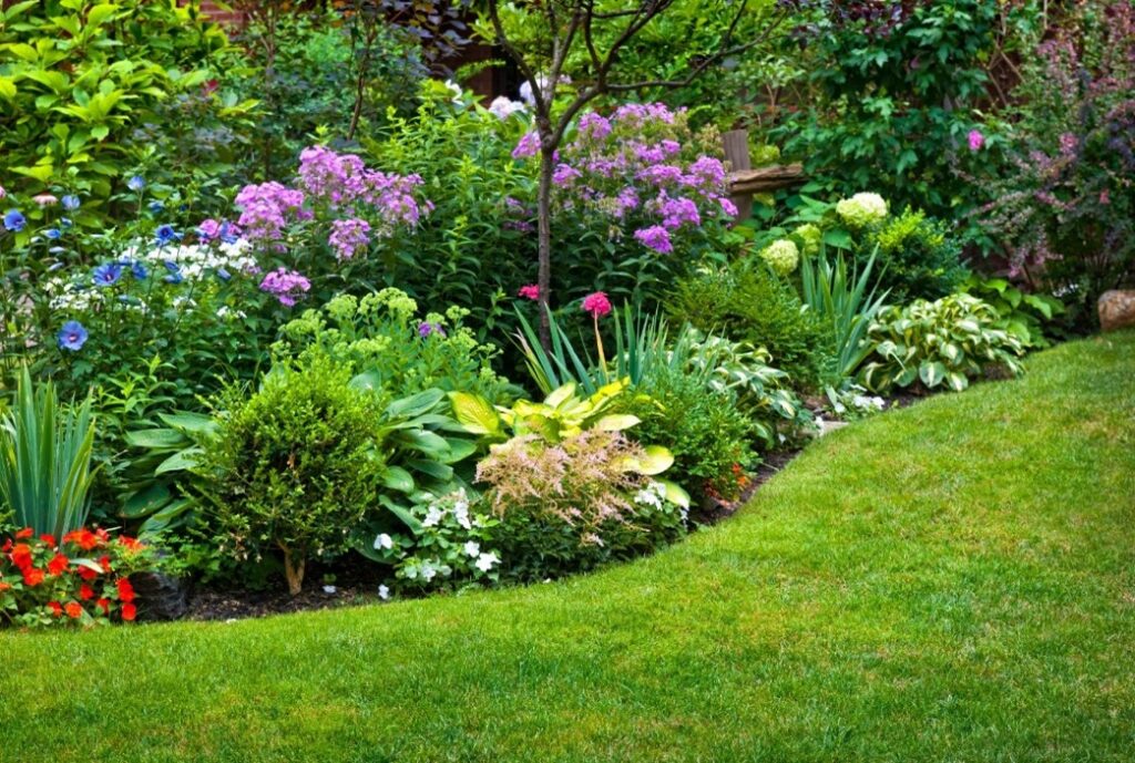 Divide and Thrive: The Secret to Perennial Abundance 1 Picture1