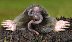 Home 84 moles eating worms