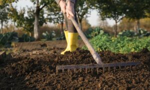 Home 83 soil preparation