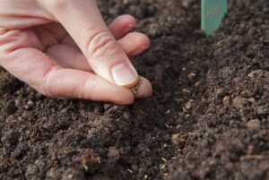 Home 82 sowing seeds in drill 2