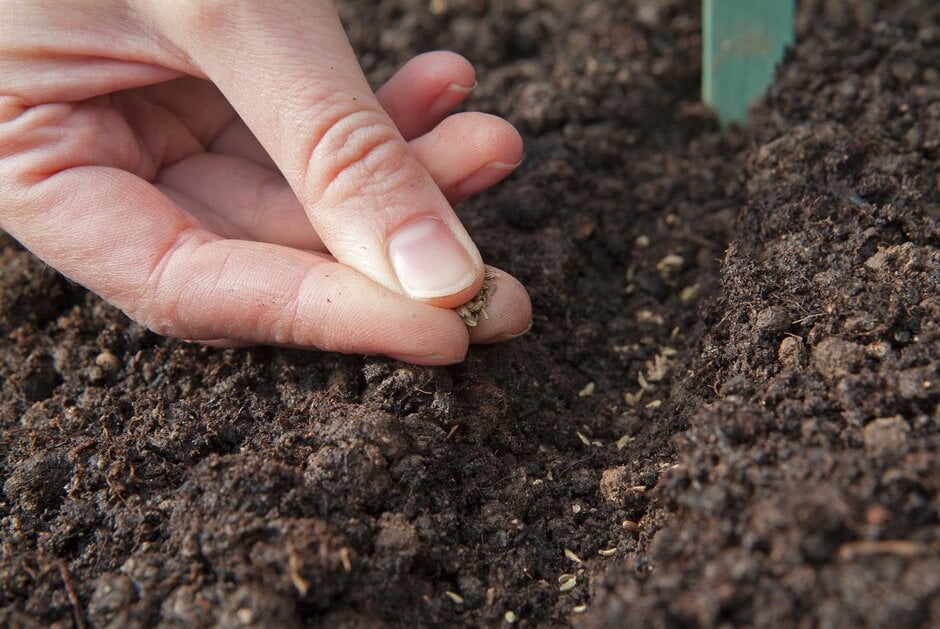 Quick Guide: Time to Direct Sow Outside! 9 sowing seeds in drill 2