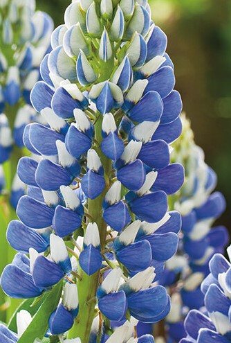 FEATURED PLANT: The Lupin(e) 87 0001267 67107 1