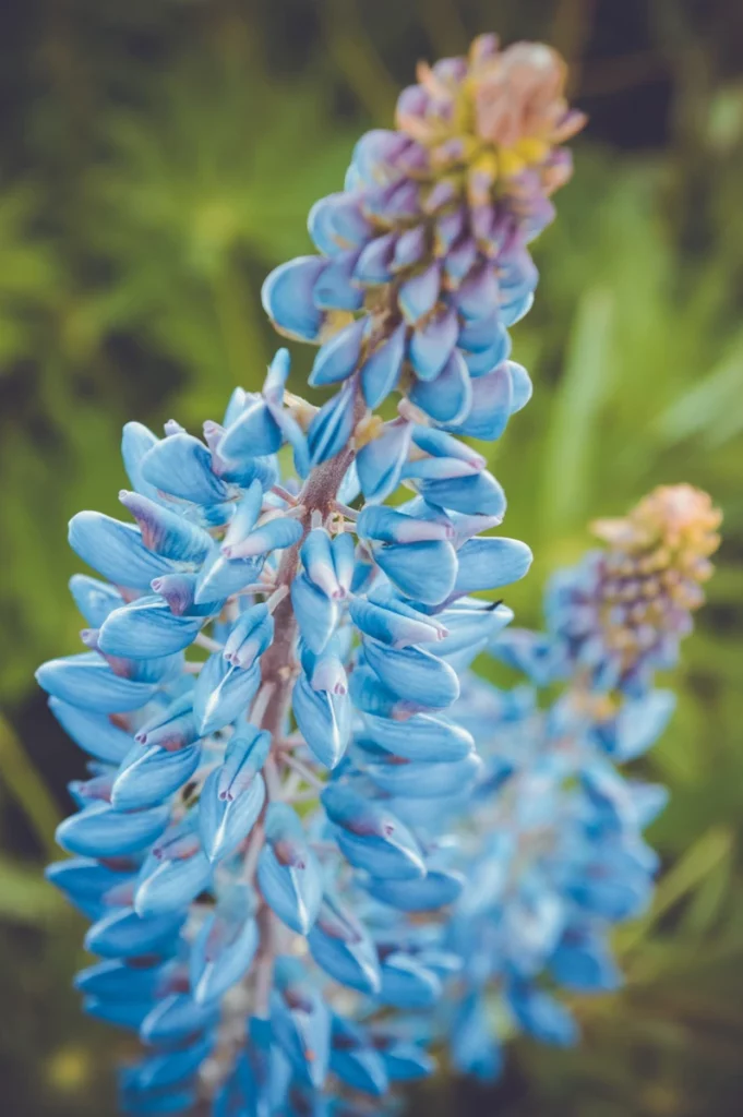 FEATURED PLANT: The Lupin(e) 82 2f7d8a 19826aecf75747d0bcb3bf14153a71c2mv2