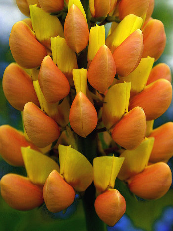 FEATURED PLANT: The Lupin(e) 80 4c6afc