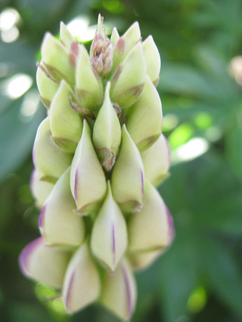 FEATURED PLANT: The Lupin(e) 71 5821614275 2d6ecc9ec1 z