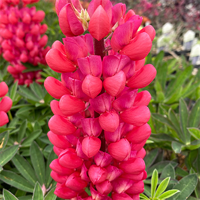 FEATURED PLANT: The Lupin(e) 81 8585