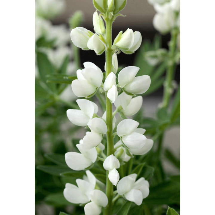 FEATURED PLANT: The Lupin(e) 69 FLSLUP35062