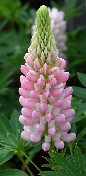 FEATURED PLANT: The Lupin(e) 84 J745 07