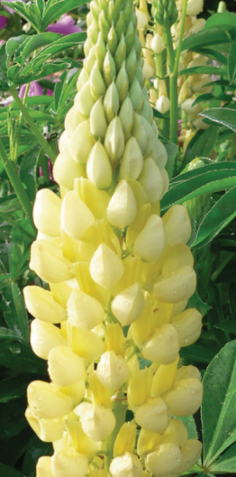 FEATURED PLANT: The Lupin(e) 83 LUPIN LEGENDARY YELLOW SHADES 600x529 1