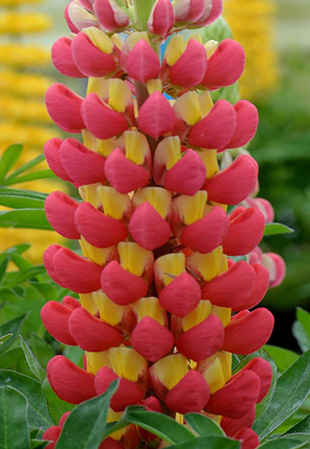 FEATURED PLANT: The Lupin(e) 86 LUPINUS TEQUILA FLAME
