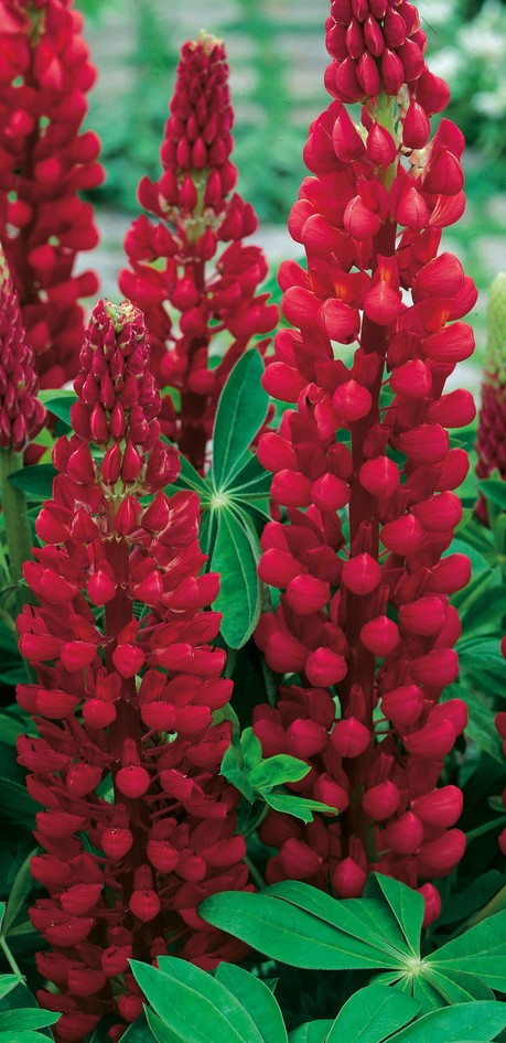 FEATURED PLANT: The Lupin(e) 79 Lupin my castle 0013170 89573
