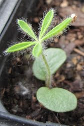 FEATURED PLANT: The Lupin(e) 93 LupineSeedling