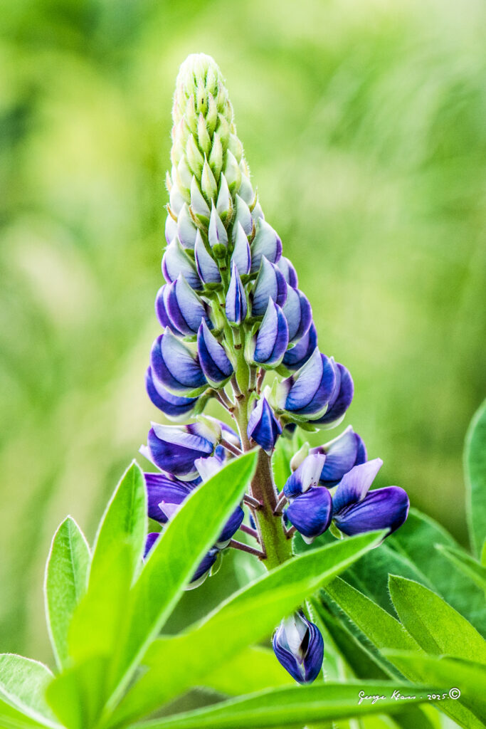 FEATURED PLANT: The Lupin(e) 96 Lupins 061617 300617