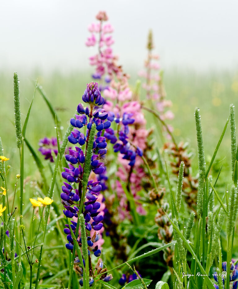 FEATURED PLANT: The Lupin(e) 75 Lupins 084949 240609