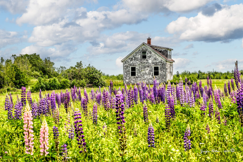 FEATURED PLANT: The Lupin(e) 88 Lupins 094133 210617 1