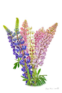 Lupins 100629 170621