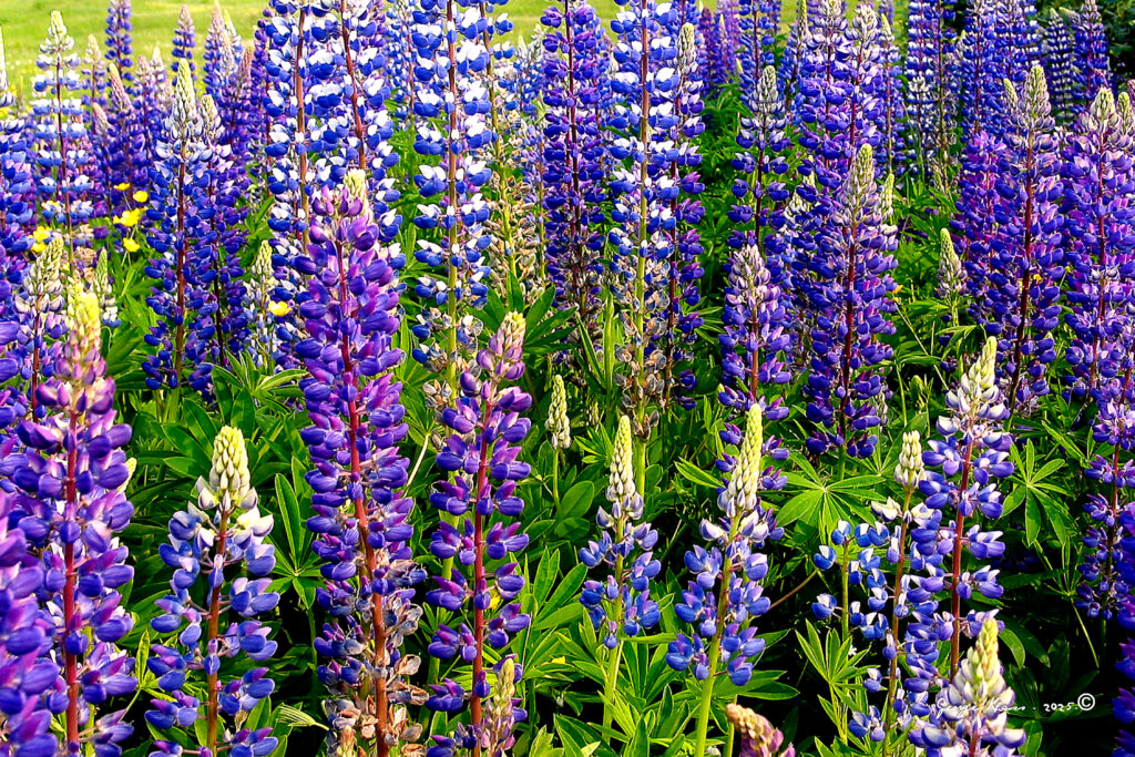 FEATURED PLANT: The Lupin(e) 90 Lupins 180816 250603