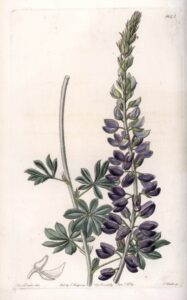 FEATURED PLANT: The Lupin(e) 89 Sydenham Teast Edwards Purple Lupine Variete Engraved by SWatts from an illustration by Sarah Anne Dr MeisterDrucke 1089882