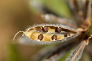 FEATURED PLANT: The Lupin(e) 94 lupin seeds